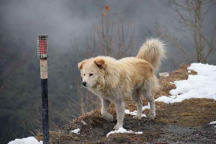 Dog