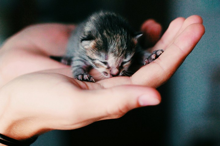 cat