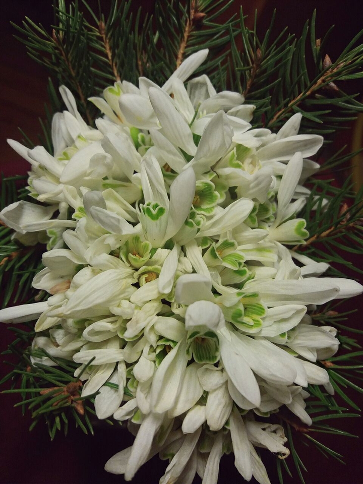 Spring flower.