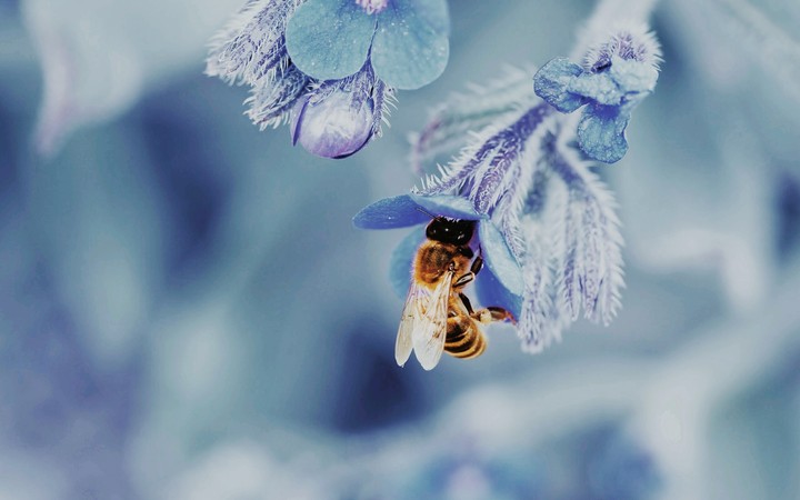 beebee