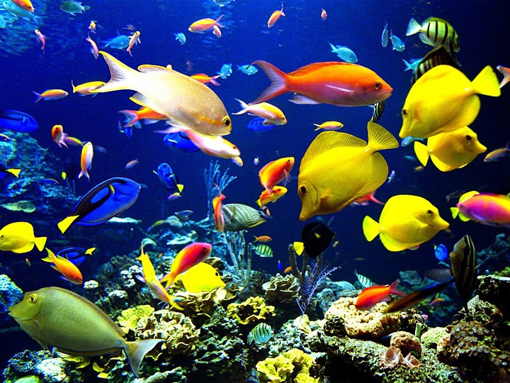 Sea life