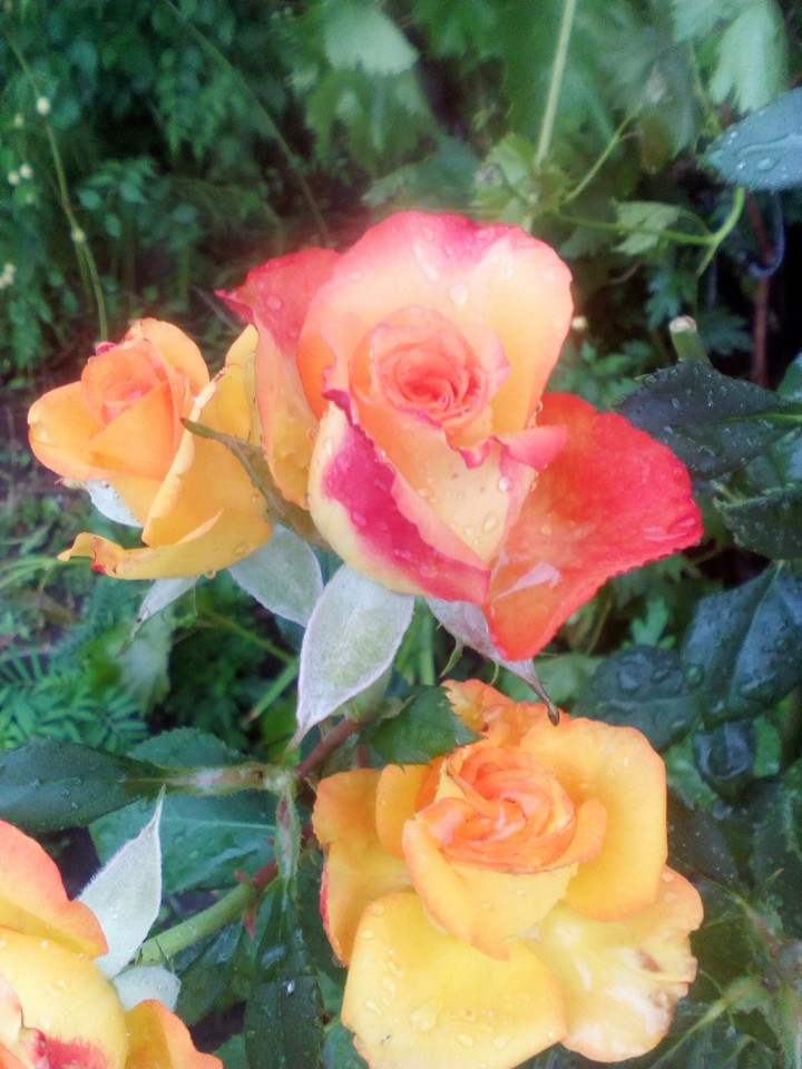 My lovely roses