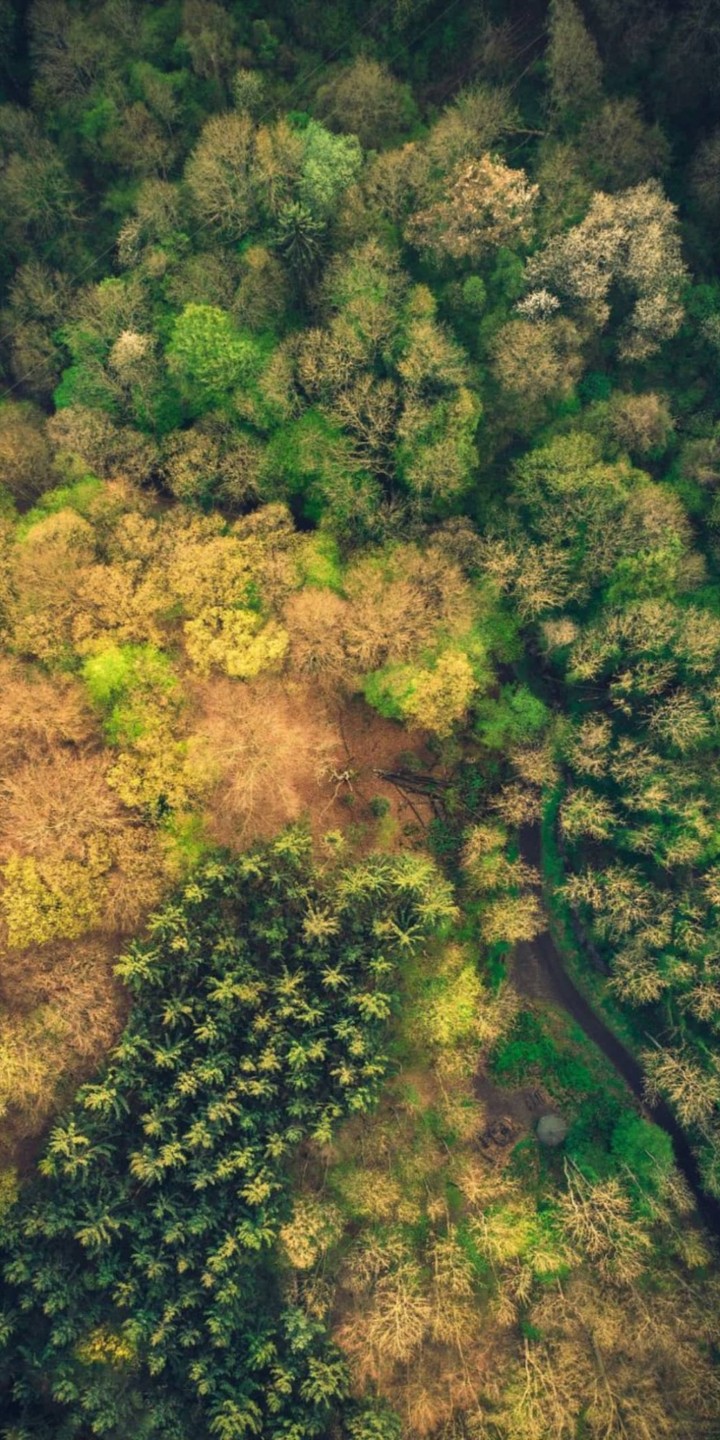 jungle