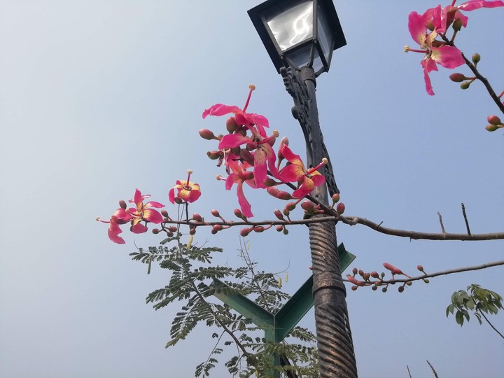 Silk floss tree