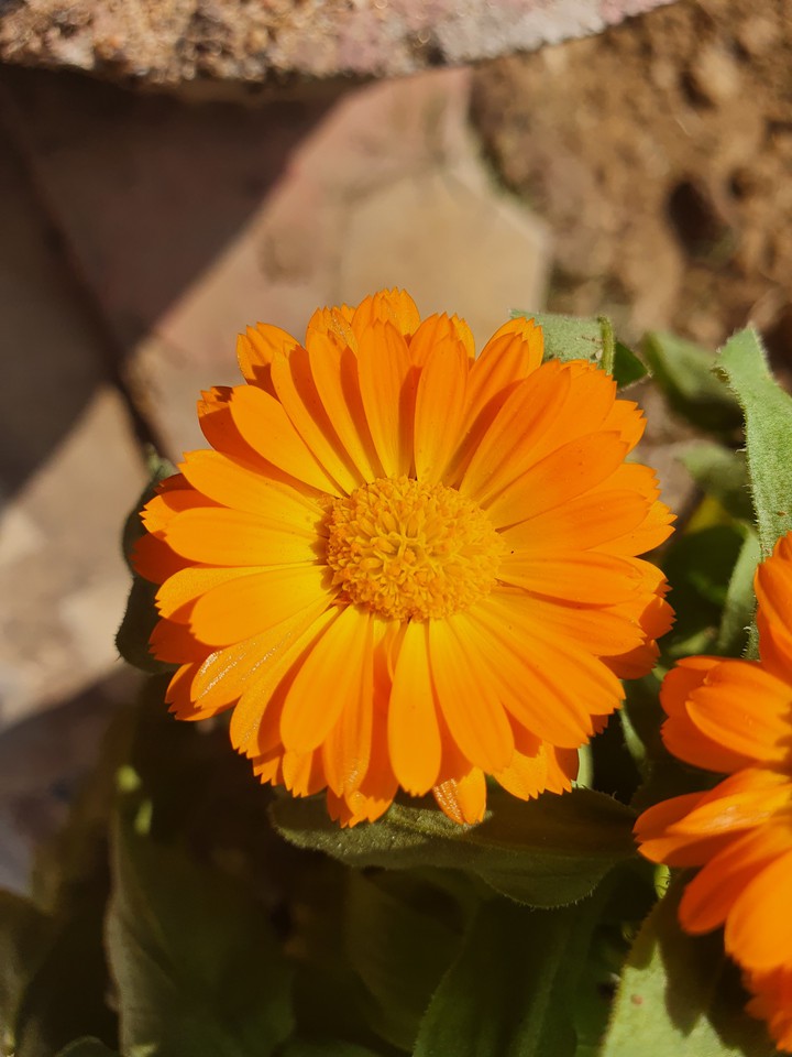 Cheery winter blossoms