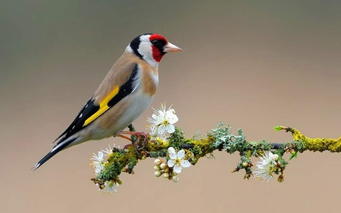 tapety finch, plant