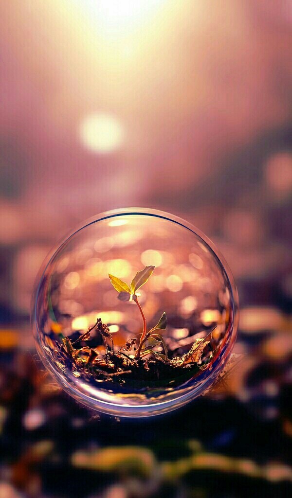 Beautiful Flower