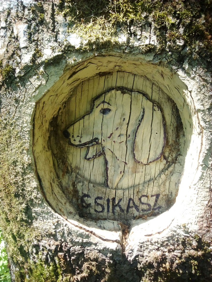 csikasz
