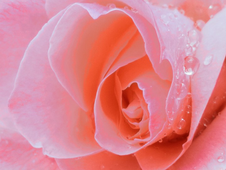 rose