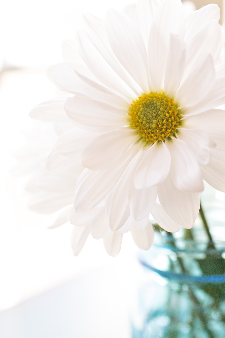 Textured Daisy