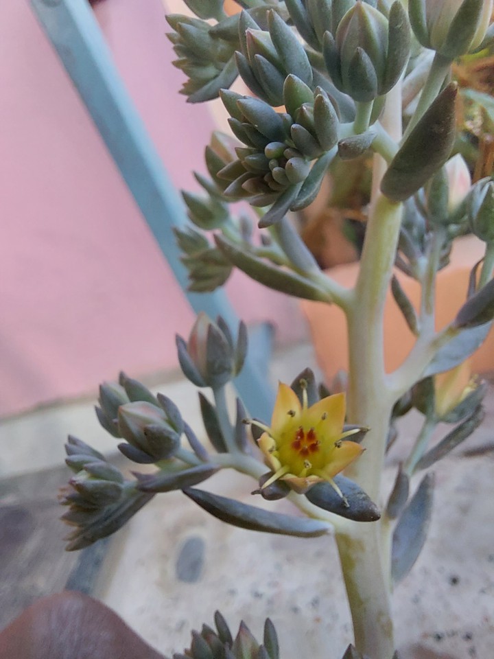 Flower ?