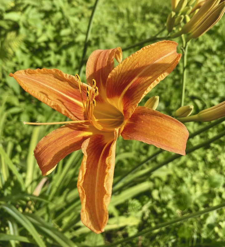 flower