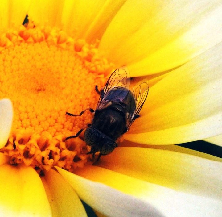 Bug On a flower