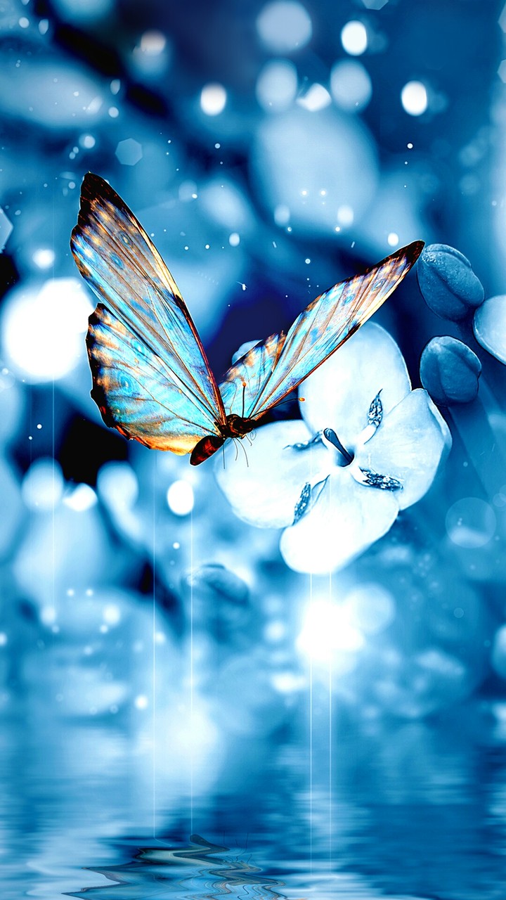 butterfly&blue flower