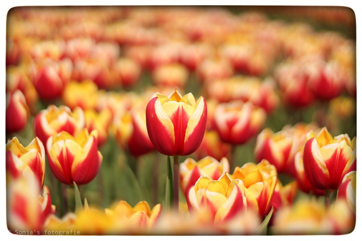 tulips