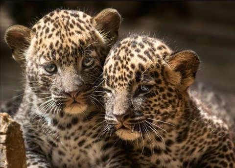 Brothers