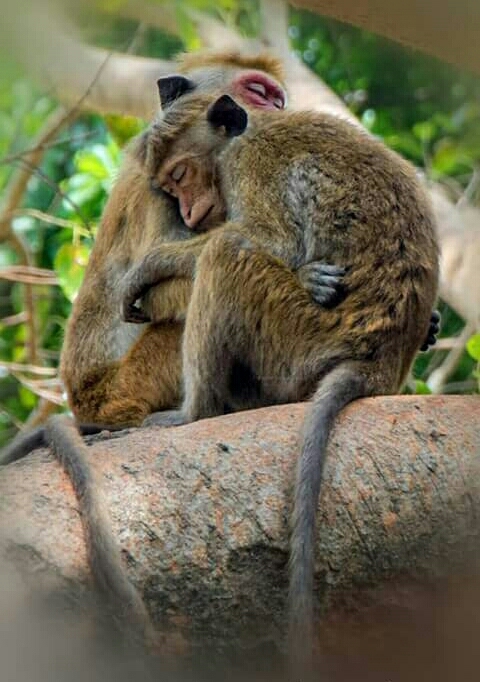 Friendship .......