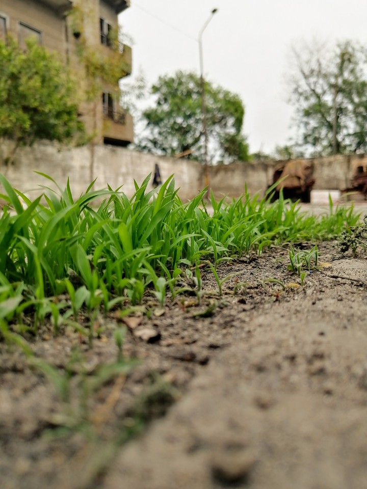 grass