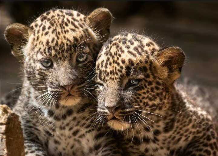Brothers