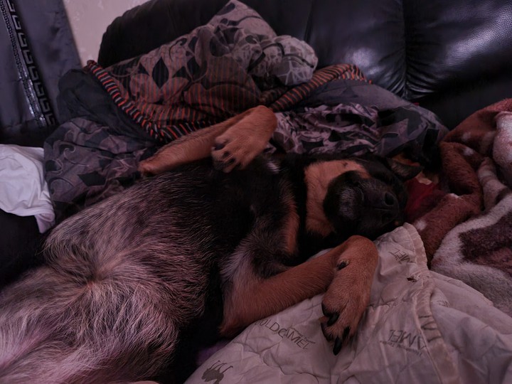 sweet dreams dog