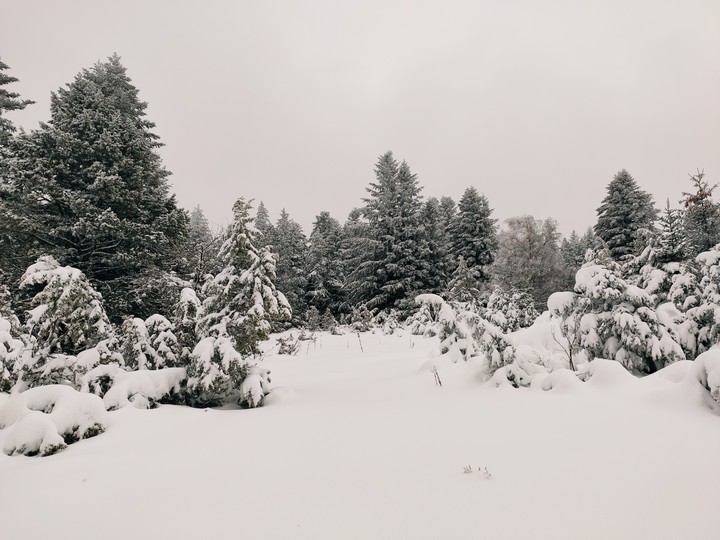 Neige
