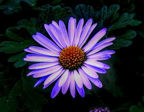 DAISY the first I