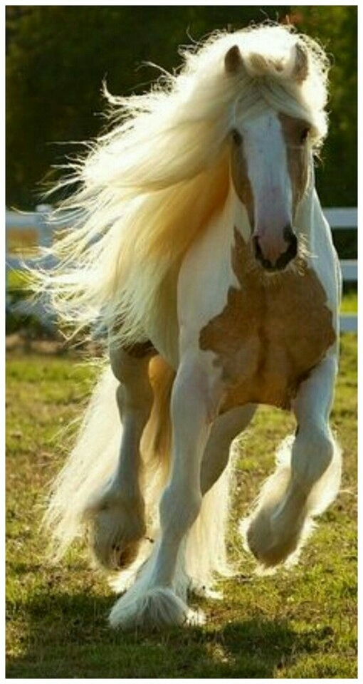 Pferd
