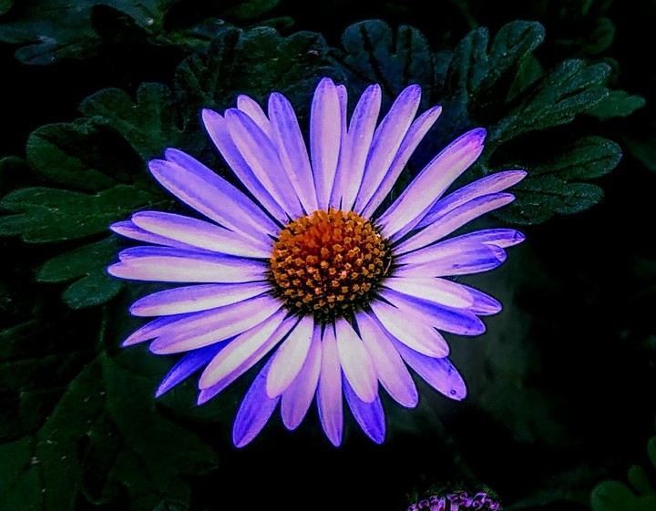 DAISY the first  I