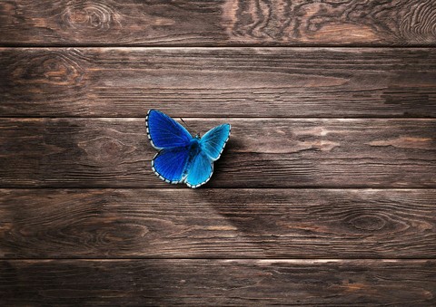 butterfly...
