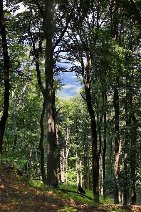 Mountain Forest