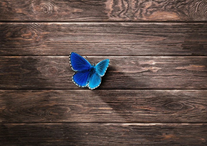 butterfly...