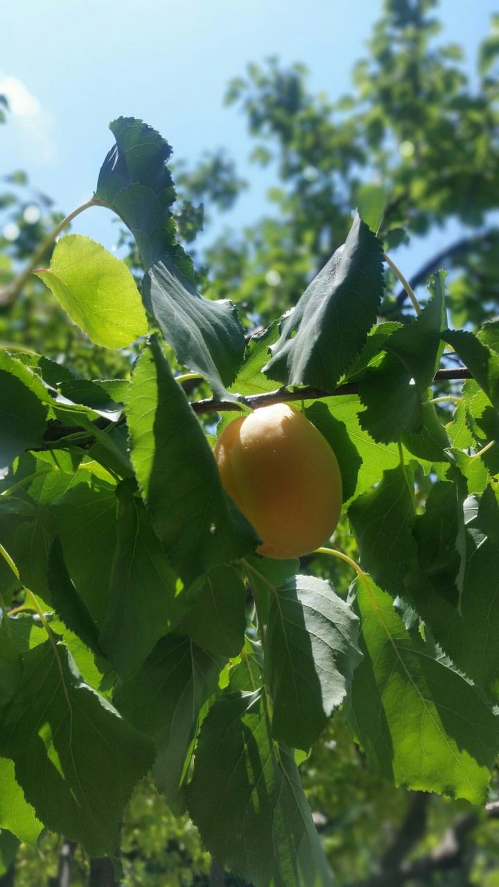 #fruits