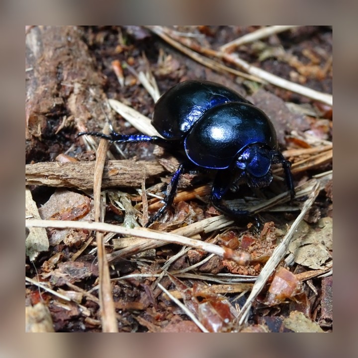 beetle