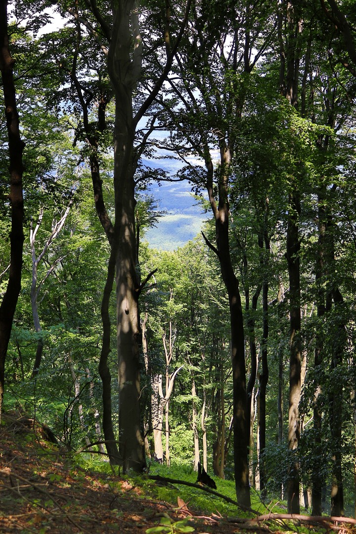 Mountain Forest