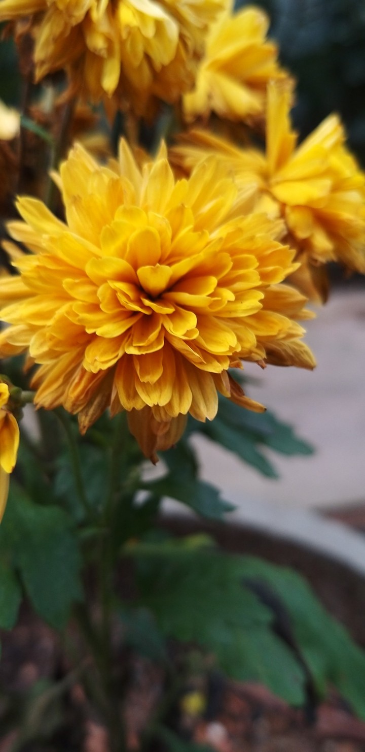 thousand petal flowers