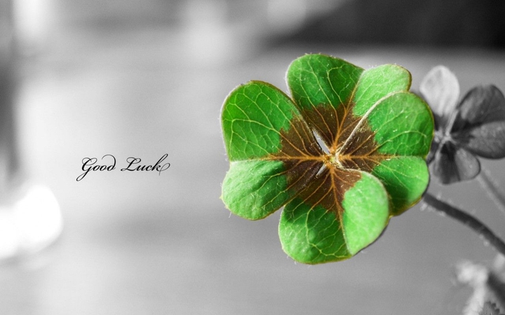 #trifolium