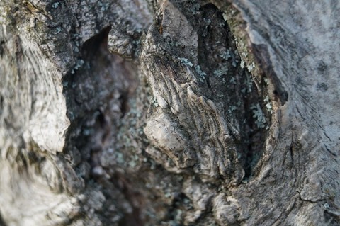 Bark