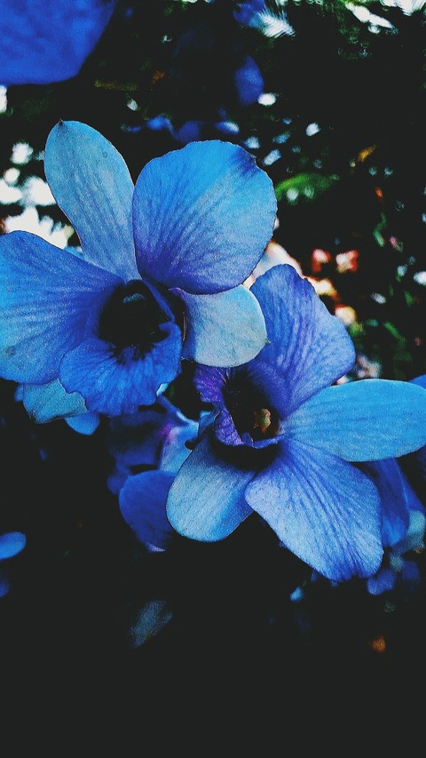 Orchid