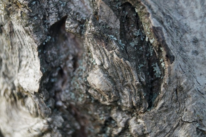 Bark