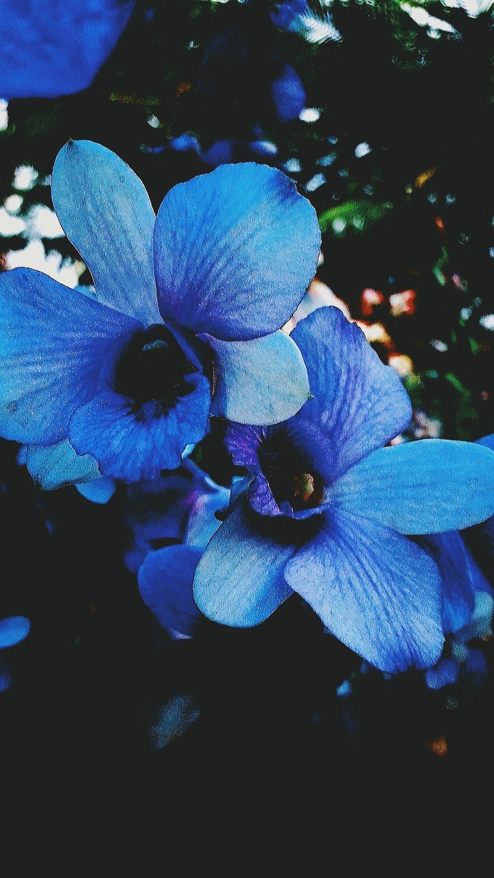 Orchid