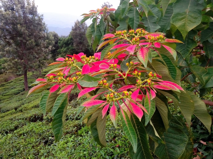 flower ????