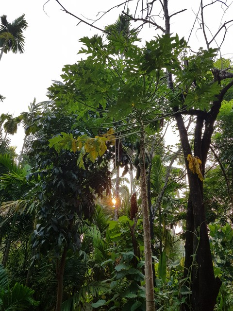 Sun Streaming