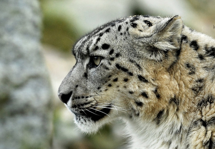 snow leopard