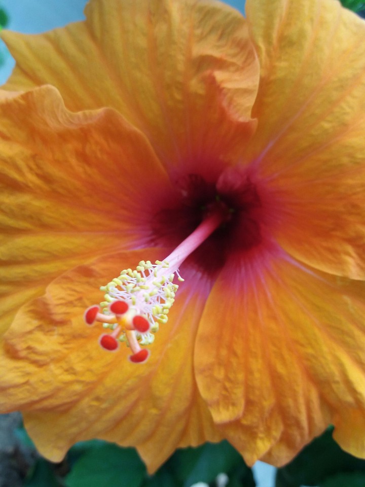 hibiscus