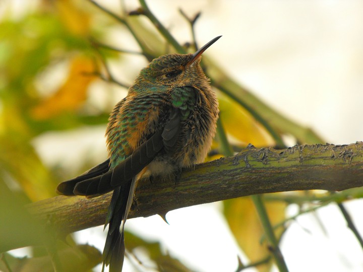 baby hummingbird trying to sleep