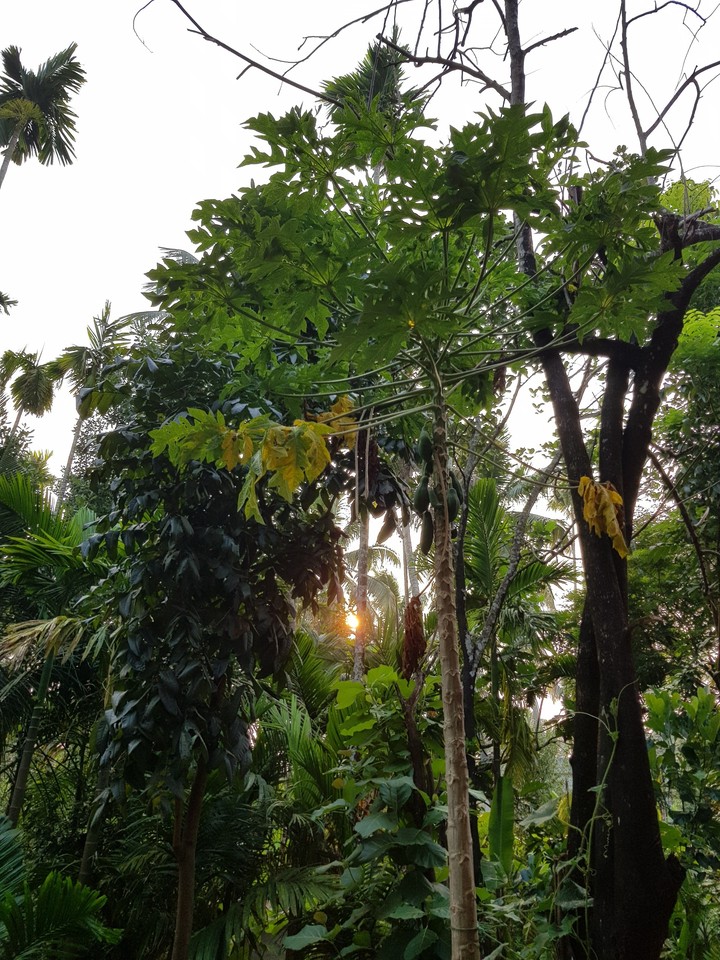 Sun Streaming