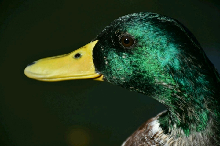 Ente