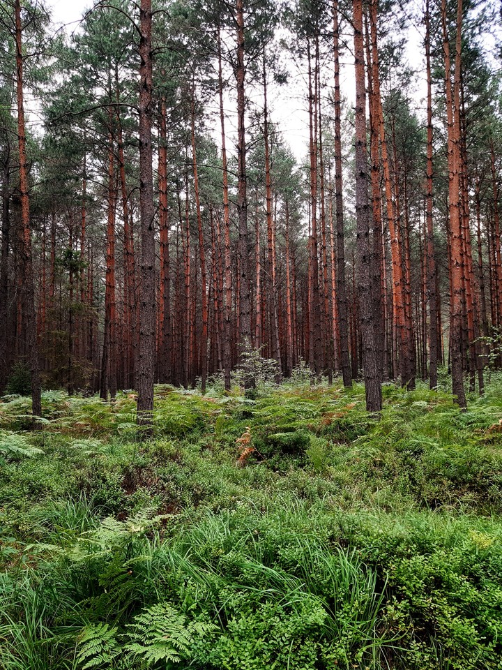 Beautiful forest