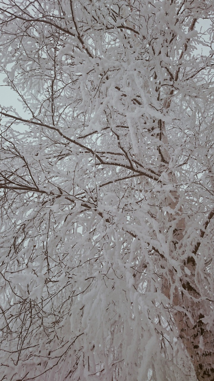 Зимняя красота