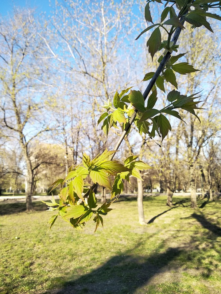 Spring. April. Nature.